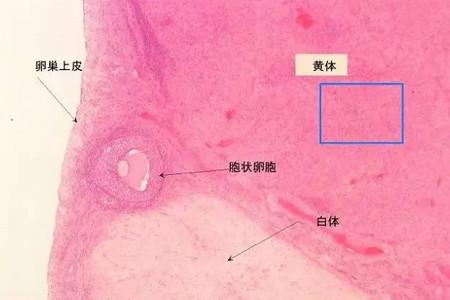 黄体功能不足的症状