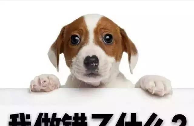 孕期到底能不能养宠物