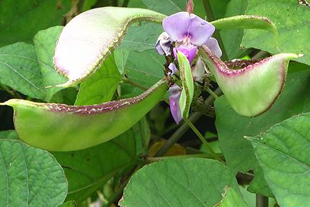 坐月子可以吃扁豆吗