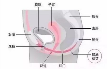 产后如何做盆底康复？