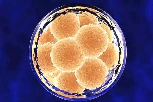 冷冻胚胎和鲜胚哪个好