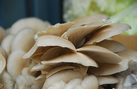 哺乳期能吃平菇吗