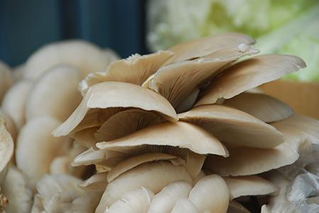 哺乳期能吃平菇吗