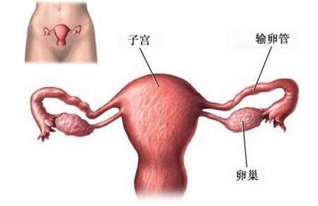 这几件事最伤害卵巢