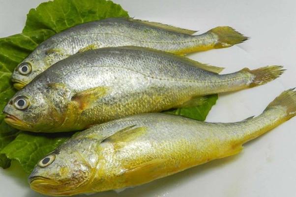 黄花鱼是发物吗