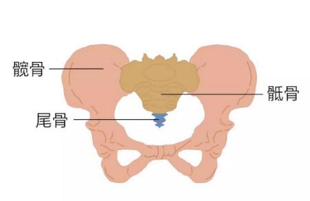 盆底康复和骨盆修复有什么区别？