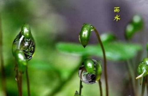关于雨水节气的谚语有哪些