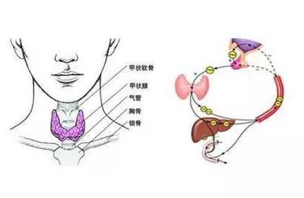甲功不好会影响怀孕吗