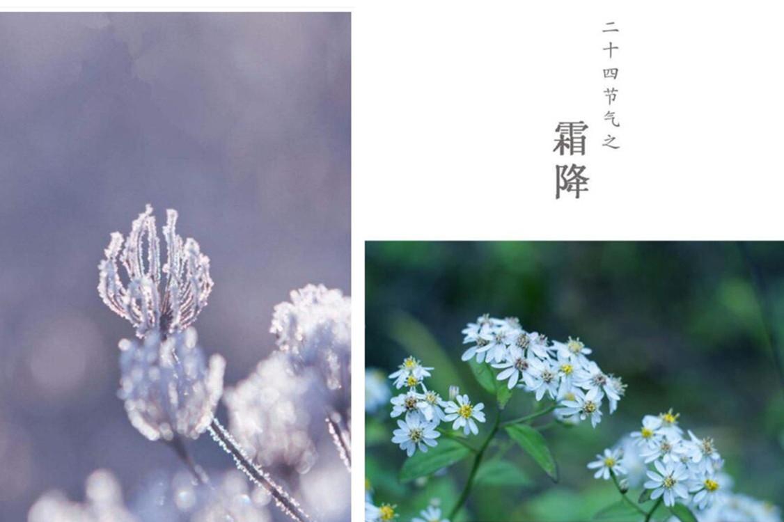 2019年霜降出生的猪宝宝好不好