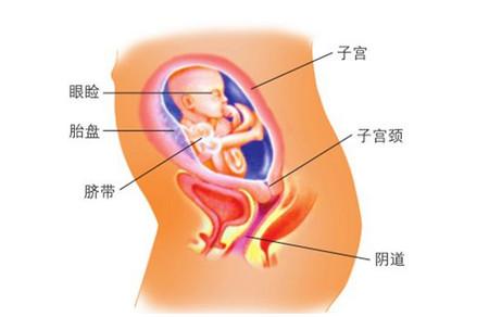 怀孕33周胎儿的变化及注意事项