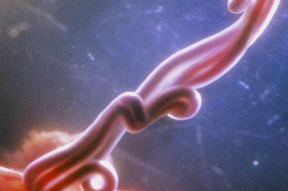 新生儿脐带血保存价格