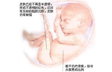 怀孕七个月胎儿健康注意事项