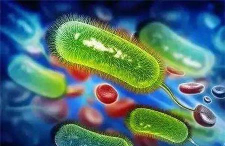幽门螺旋杆菌会影响消化吸收吗 幽门螺旋杆菌一定会导致胃病吗？