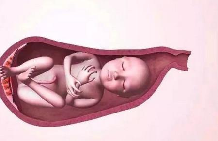怀孕什么时候能看出胎儿性别？