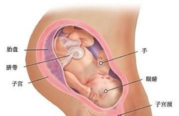 37周胎儿体重正常范围