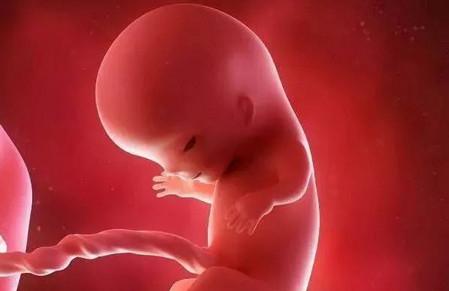 胎儿的性别，是在什么时间形成的？