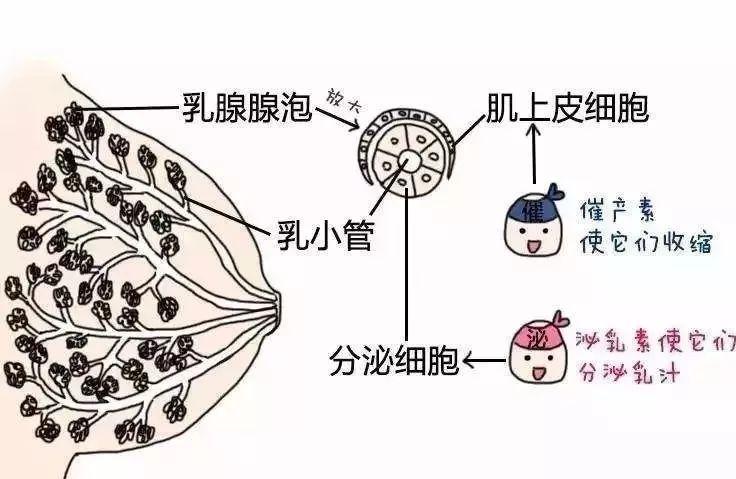 产后奶水憋回去了怎么办