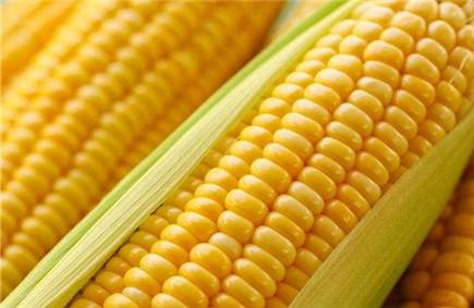 幽门螺旋杆菌能吃玉米吗 玉米影响消化吗