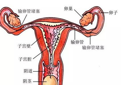 输卵管不通的三种情况