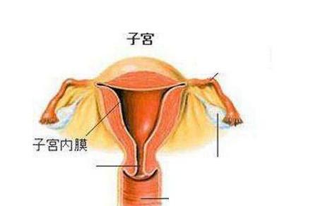 女性子宫内膜厚是怎么回事呢？