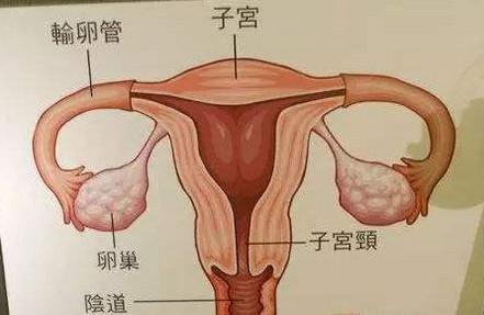 引起宫外孕的常见原因
