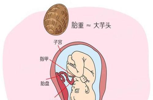 怀孕32周胎儿的体重是多少