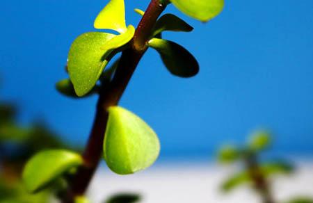 乳名大全女孩可愛洋氣