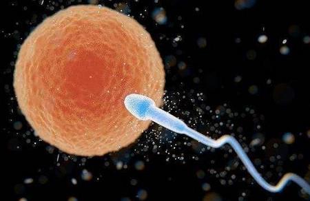 由精子到受精卵需要经历什么