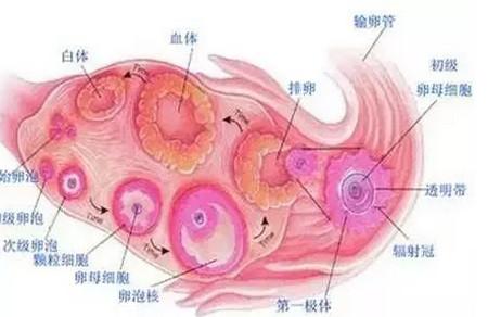 子宫内膜容受性的因素有哪些