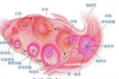 子宫内膜容受性的因素有哪些
