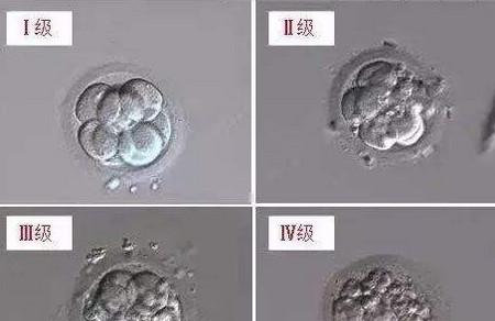 胚胎碎片是怎么回事