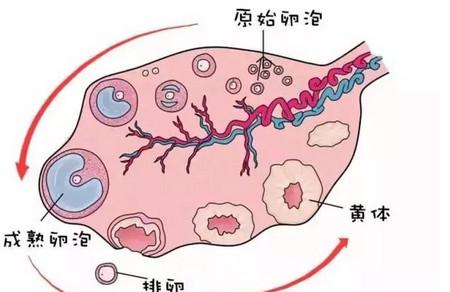 排卵障碍的症状有哪些