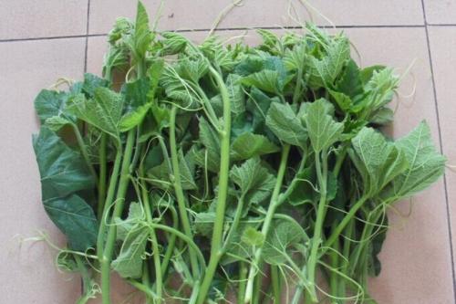 哺乳期吃南瓜叶回奶吗