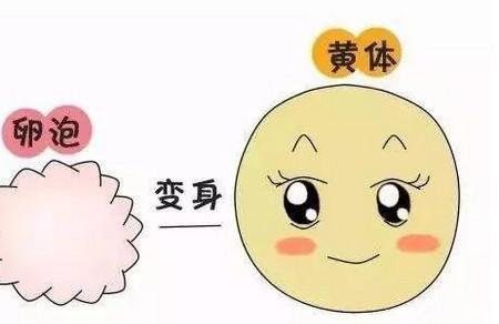 黄体功能不足会影响怀孕吗