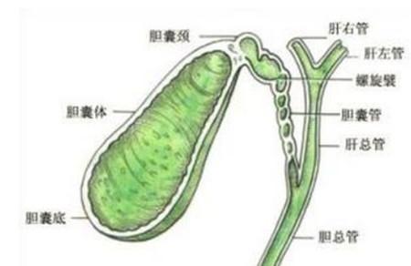 胆结石对怀孕有影响吗 胆结石真的会导致流产吗？