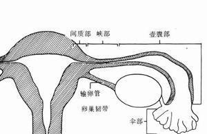 备孕输卵管不通真的很难受吗