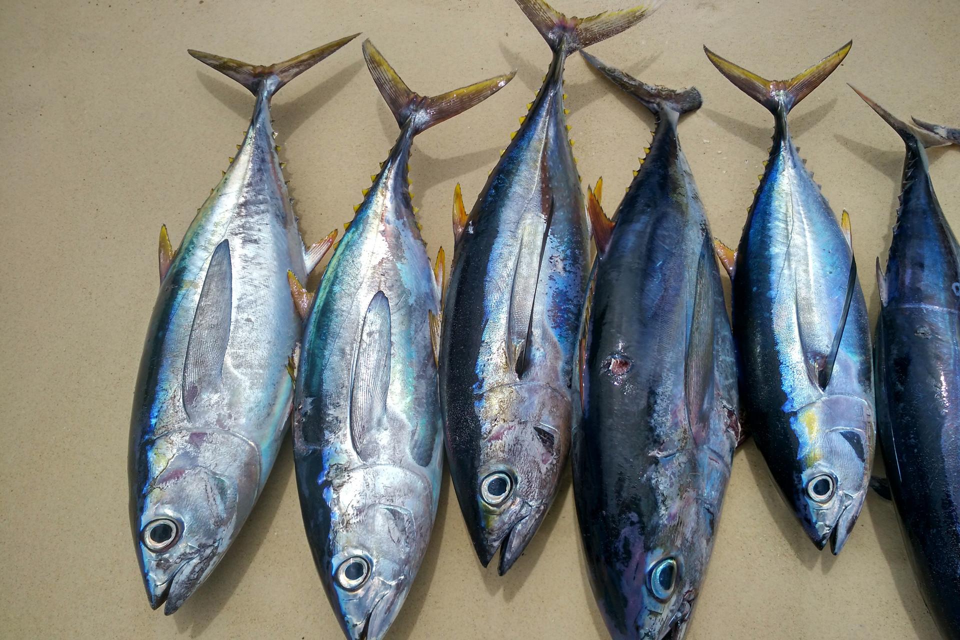 哺乳期吃金枪鱼会回奶吗