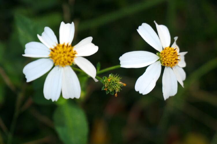 鬼针草治高血压的配方