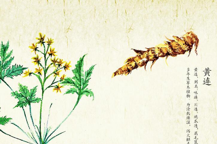 黄连治胃病偏方