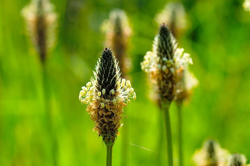 车前草治前列腺炎偏方