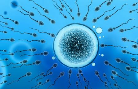 精子和卵子是怎样形成的