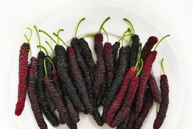 桑葚治失眠偏方