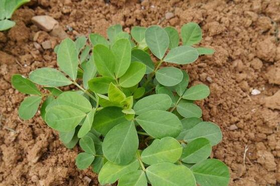 花生叶治失眠偏方