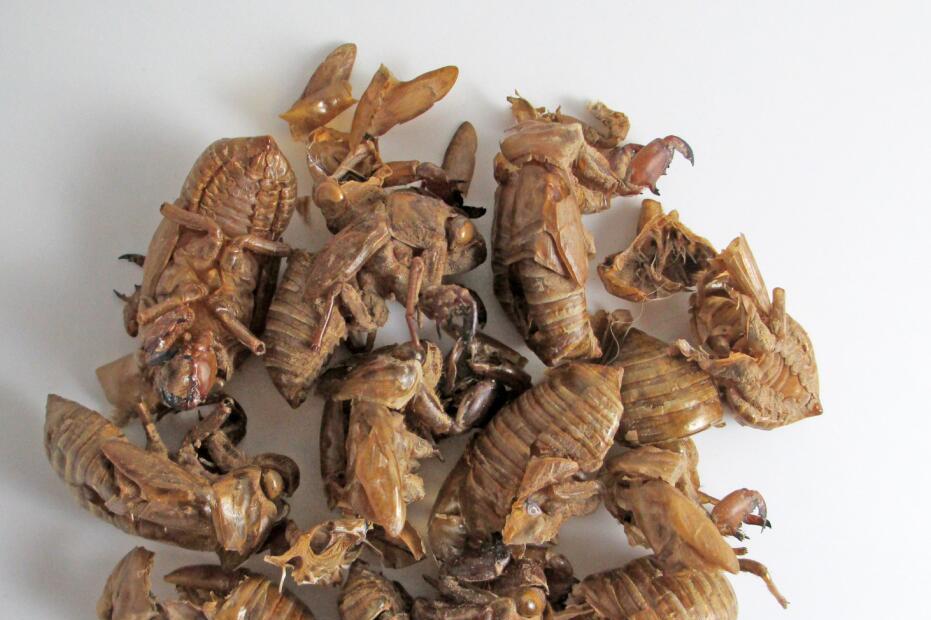 蝉蜕治疗鼻炎的方法