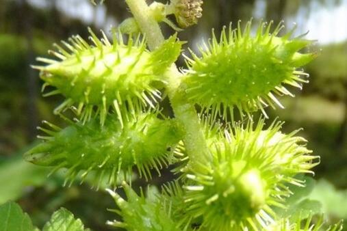 苍耳子怎么治风湿