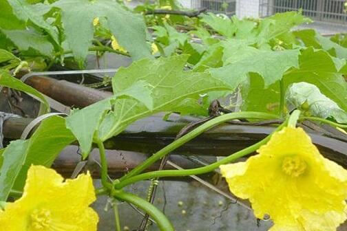 丝瓜藤治疗鼻炎偏方