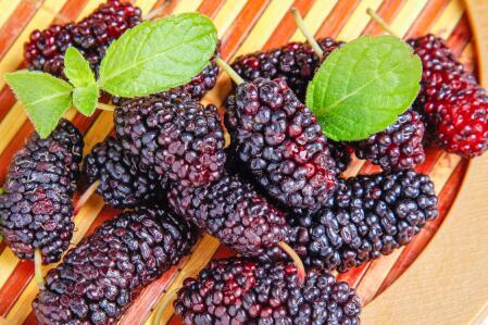 桑葚汁弄到衣服上怎么洗