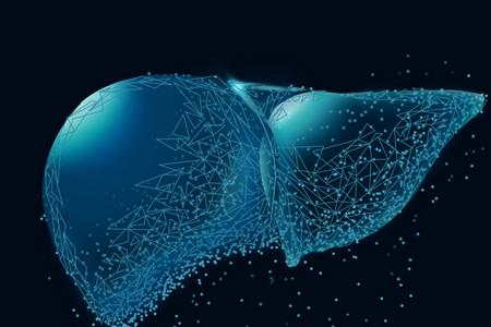 肝在哪个位置图