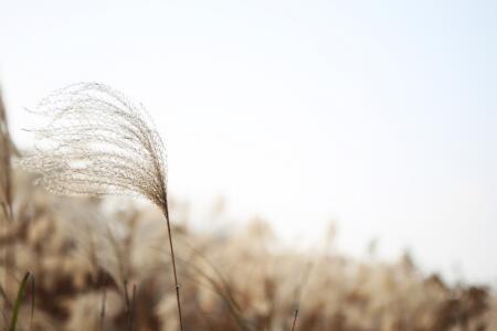 芦苇和橡树的故事