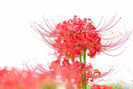 彼岸花的传说故事